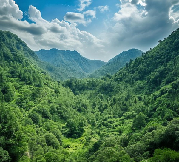 大林环保发电站，技术创新与生态保护的完美融合